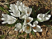 19 Distese di Zafferano maggiore (Crocus vernus) sui prati alla Baita del Camoscio